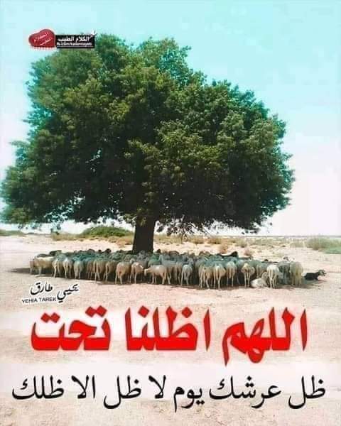 Anas_6mtdb
