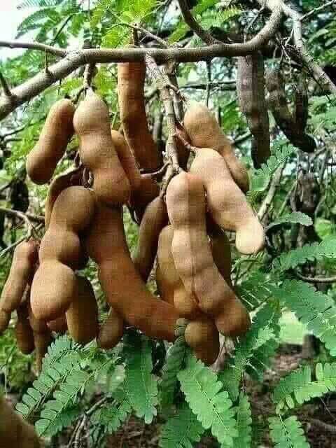 sifaldin abdalla_43CxC